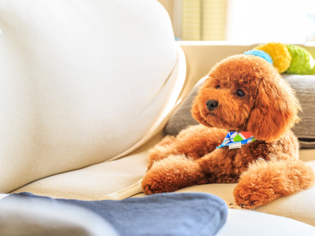 ペットと一緒に暮らす